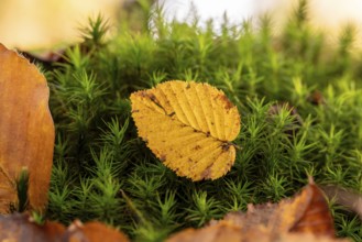 Close-up of an autumnal yellow coloured leaf on green lady's moss (Polytrichum commune) in the