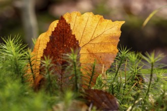 Close-up of autumn-coloured leaves against the light, amidst green lady's moss (Polytrichum