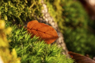 Close-up of an autumnal brown leaf on a moss-covered tree stump in the forest, Germany