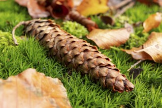 A ripe pine cone lies on lush green moss surrounded by autumn leaves at the bottom of a forest,
