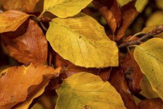 Format-filling close-up of the autumnal colourful leaves of a beech (Fagus) with yellow, orange and