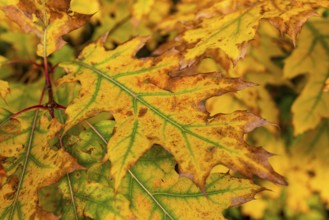 Close-up of the autumnal colourful leaves of a red oak (Quercus rubra) with yellow and green tones