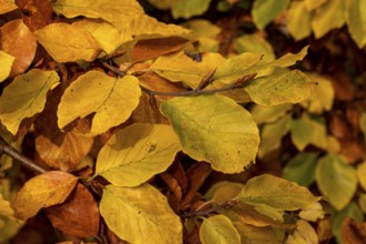 Full-format photograph of the autumnal, colourful leaves of a beech (Fagus) with yellow, orange and