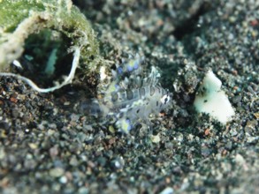 Small transparent fish with blue accents, zebra dwarf lionfish (Dendrochirus zebra) juvenile, on a