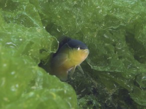 A small dwarf perch, blackback dwarf perch (Pseudochromis perspicillatus), hides among the green