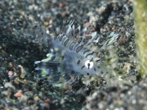 Small, transparent fish, zebra dwarf lionfish (Dendrochirus zebra) juvenile, perfectly adapted to