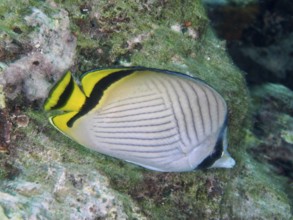 Butterflyfish with yellow accents, vagabond butterflyfish (Chaetodon vagabundus), swimming above a