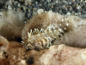 Tiny fish with striped pattern, zebra dwarf lionfish (Dendrochirus zebra) juvenile, on a coral reef