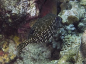 Black fish with white dots, white tufted boxfish (Ostracion meleagris) female, hovering near a reef