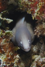 White-eyed moray eel (Gymnothorax thyrsoideus) peers out from its hiding place in the coral reef.