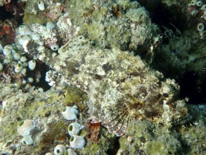 Papuan scorpionfish (Scorpaenopsis papuensis) camouflaged between corals and algae. Dive site