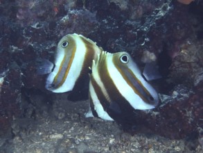A pair of butterflyfish with a distinctive stripe pattern, two-eyed coradion (Coradion melanopus),