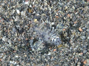 Transparent fish, zebra lionfish (Dendrochirus zebra) juvenile, perfectly camouflaged on a sandy