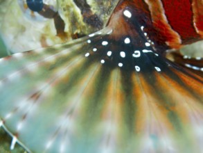 Close-up of a colourful fish fin with a high-contrast pattern of zebra dwarf lionfish (Dendrochirus