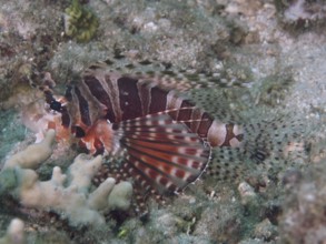 Lionfish with striped fins, zebra dwarf lionfish (Dendrochirus zebra), lying on the reef floor.