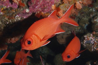 Close-up of bright red fish with large eyes, white-tipped soldierfish (Myripristis vittata),