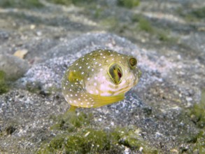 Small pufferfish with white spots, white-spotted pufferfish (Arothron hispidus) juvenile, hovers