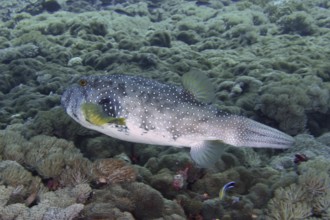 Spotted pufferfish, white-spotted pufferfish (Arothron hispidus), swimming above a reef. Dive site