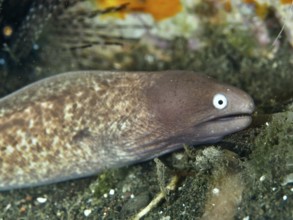 Close-up of white-eyed moray eel (Gymnothorax thyrsoideus), moray eel, with attentive facial