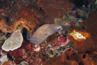 Brown moray eel, white-eyed moray eel (Gymnothorax thyrsoideus) hiding in a cave in the reef. Dive