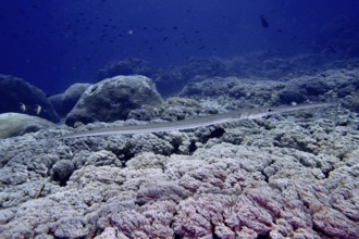 Elongated soft flutefish (Fistularia commersonii) swimming over a coral reef. Dive site SD, Nusa