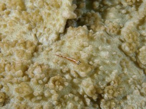 Tiny fish, transparent dwarf goby (Bryaninops erythrops), on the detailed structure of a coral