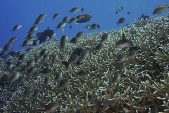 School of Ternate Swallowtails (Chromis ternatensis) over a coral reef in the blue ocean. Dive site