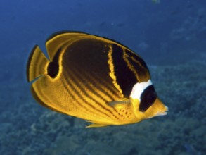Yellow-black tobacco butterflyfish (Chaetodon fasciatus) in a tropical coral reef. Dive site