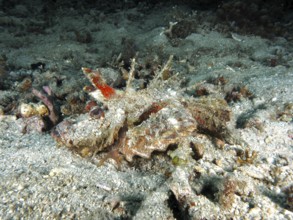 A spiny devil fish (Inimicus didactylus) rests camouflaged between stony corals on the seabed. Dive