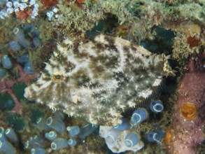 A fish with a camouflage pattern, seagrass filefish (Acreichthys tomentosus), hides in the coral