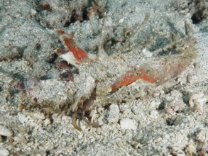 A well-camouflaged spiny devil fish (Inimicus didactylus) lies hidden on the sandy seabed. Dive