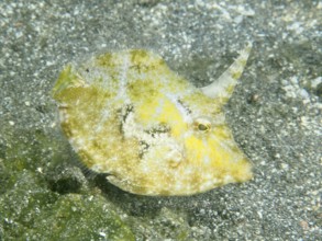 A yellow seagrass filefish (Acreichthys tomentosus) with a horn-shaped structure over a sandy