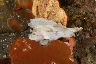 A shallow fish, rockfish (Taenianotus triacanthus), hidden between bright orange reef structures.