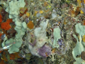 Colourful coral reef with various marine animals, including a well-camouflaged rocking fish