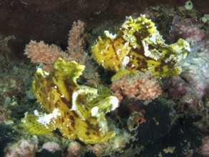 Two yellow rocking fish (Taenianotus triacanthus) between corals in a tropical underwater landscape