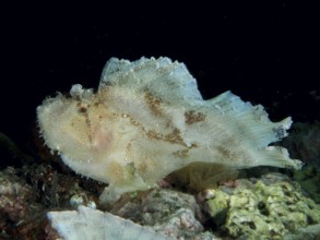 A light-coloured fish with a flat shape, rocking fish (Taenianotus triacanthus), rests in a dark