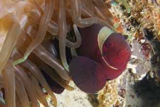Red clownfish, velvet anemonefish, spiny anemonefish (Amphiprion biaculeatus) under the protection