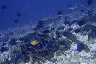Shoal of red-toothed triggerfish (Odonus niger), triggerfish, over a coral reef in the blue sea.