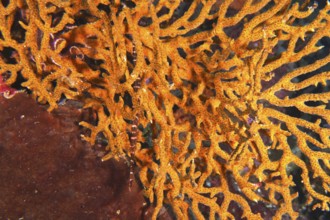 Vibrant orange coral on the seabed, hiding a Chinese trumpetfish (Aulostomus chinensis), dive site