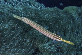 Chinese trumpetfish (Aulostomus chinensis) camouflaged among seaweed. Dive site Toyapakeh, Nusa