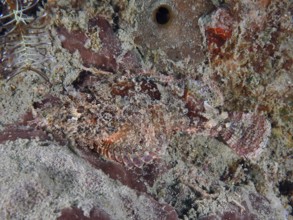 Papuan scorpionfish (Scorpaenopsis papuensis) camouflaged on a sandy, rocky seabed. Dive site