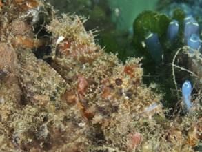 Well camouflaged Papuan scorpionfish (Scorpaenopsis papuensis) in a coral reef covered with algae.