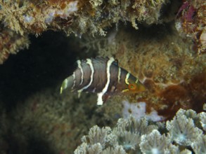A colourful fish with distinctive stripes, red-breasted wrasse (Cheilinus fasciatus) juvenile,