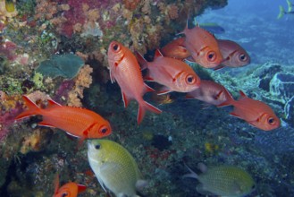 Red school of white-tipped soldierfish (Myripristis vittata) in a lively coral landscape. Dive site