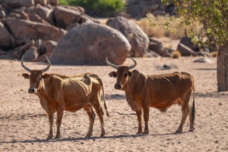 African cows, Damaraland, Kunene region, Namibia