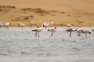 Lesser Flamingos (Phoeniconaias minor) in a lagoon off the Namib Desert, Walfish Bay, Erongo,