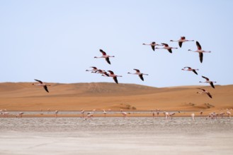 Lesser Flamingos (Phoeniconaias minor) in flight in front of the Namib Desert with lagoon, Walfish