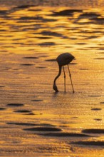 Pink flamingo (Phoenicopterus roseus) against the light, sunset, lagoon at Walfish Bay, Erongo,