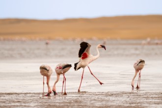 Lesser Flamingos (Phoeniconaias minor) at the Namib Desert with lagoon, Walfish Bay, Erongo,