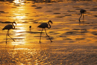 Pink flamingo (Phoenicopterus roseus) against the light, sunset, lagoon at Walfish Bay, Erongo,